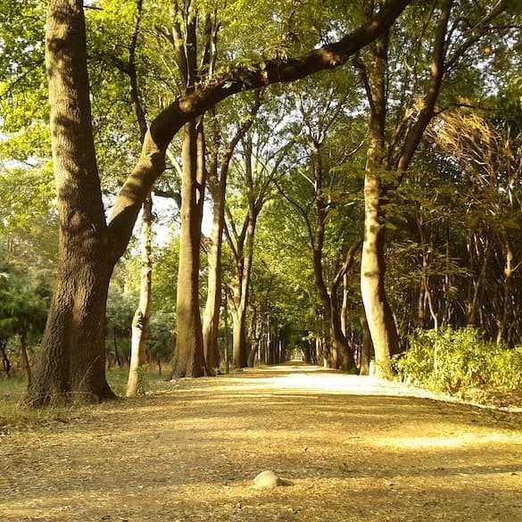 Viveros de Coyoacán en la Ciudad de México con senderos arbolados ideales para caminar y correr